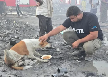 Fire in Ghaziabad: PETA India Rescues Dozens of Animals