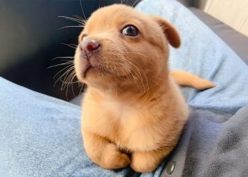 Funniest Puppies Being Absolutely Hilarious! 🤣Funny DOG Videos 2026!