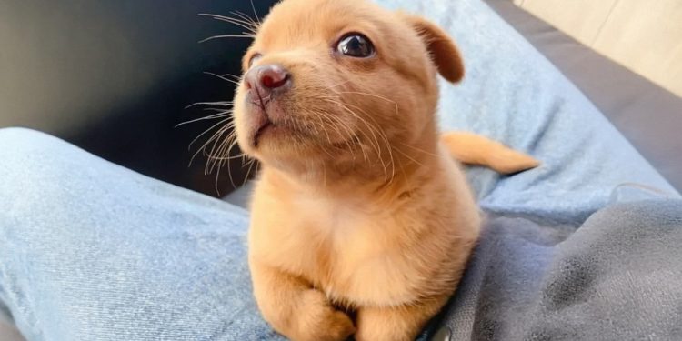 Funniest Puppies Being Absolutely Hilarious! 🤣Funny DOG Videos 2026!