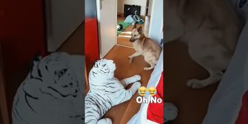 Funny Dogs reaction to being frightened 🐶🐶 #funnyvideos #dog #pet #fyp #dogs #funnydog