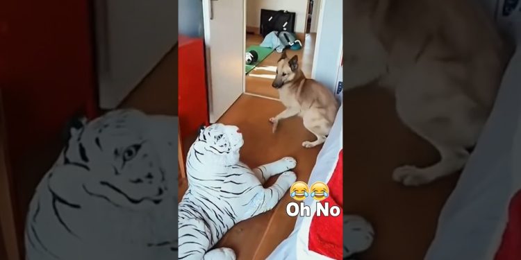 Funny Dogs reaction to being frightened 🐶🐶 #funnyvideos #dog #pet #fyp #dogs #funnydog