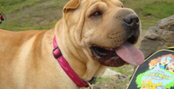 How Much Do You Feed a Shar Pei