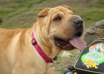 How Much Do You Feed a Shar Pei