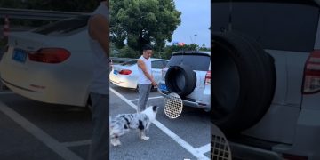 Innovative movable dog house #petsupplies #petlovers #dogtraining