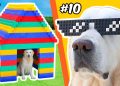 LEGO BUILDS for a DOG…