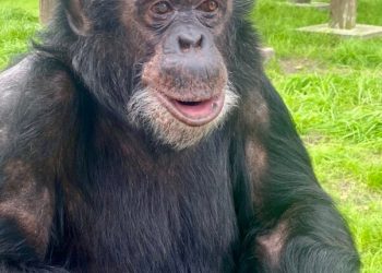 Lionsgate Issues Landmark Statement as ‘Michael’ Premieres