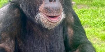 Lionsgate Issues Landmark Statement as ‘Michael’ Premieres