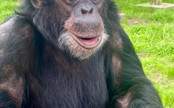 Lionsgate Issues Landmark Statement as ‘Michael’ Premieres