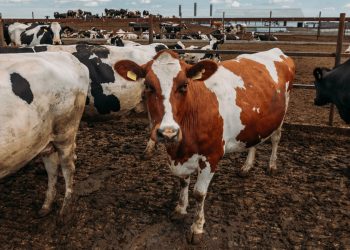 Massachusetts Bill Aims to Bolster Plant-Based Food Access