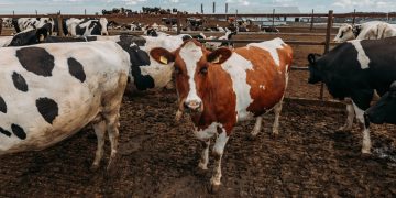 Massachusetts Bill Aims to Bolster Plant-Based Food Access