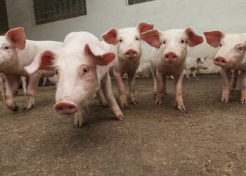 Moby Donates 100% of Coachella Profits to Animal Protection Organizations