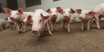 Moby Donates 100% of Coachella Profits to Animal Protection Organizations