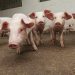 Moby Donates 100% of Coachella Profits to Animal Protection Organizations