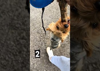 Never Let Your Dog Play with a Stick 😭🐶 #shorts #dog