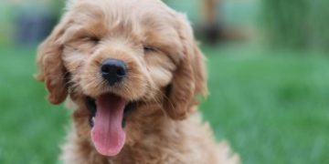 New EU framework on dog and cat welfare reaches the finish line