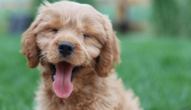 New EU framework on dog and cat welfare reaches the finish line