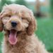 New EU framework on dog and cat welfare reaches the finish line