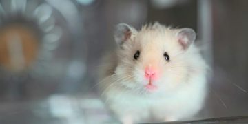 New stats on animals used in science reveal a modest decline but persistent challenges