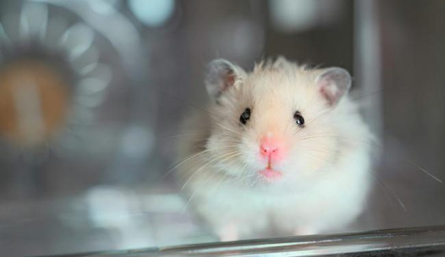 New stats on animals used in science reveal a modest decline but persistent challenges New stats on animals used in science reveal a modest decline but persistent challenges