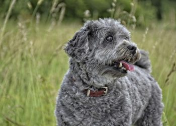 Obedient Dogs: Why Consistency and Patience are Crucial in Training