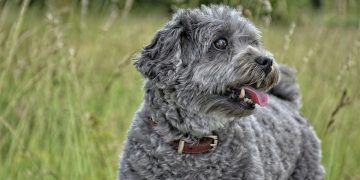 Obedient Dogs: Why Consistency and Patience are Crucial in Training