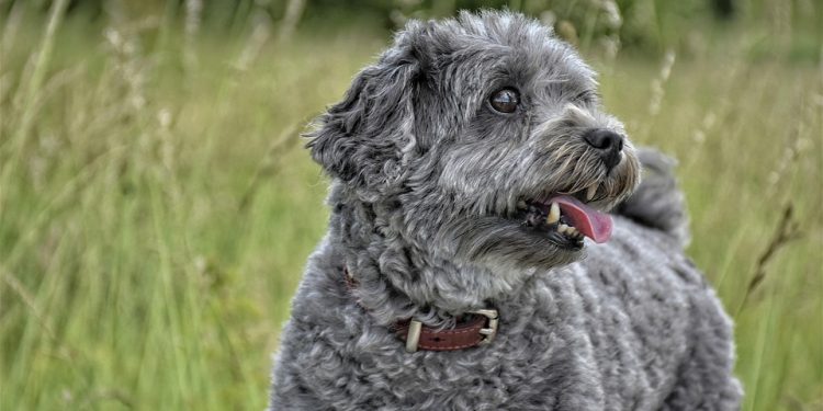 Obedient Dogs: Why Consistency and Patience are Crucial in Training