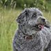 Obedient Dogs: Why Consistency and Patience are Crucial in Training