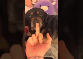 Other Dogs vs My Dog: The Finger Test 🐶 #shorts #dog #pomeranian