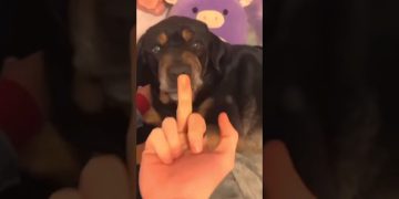 Other Dogs vs My Dog: The Finger Test 🐶 #shorts #dog #pomeranian