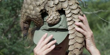 Pangolin Scale And Elephant Ivory Trafficking: Down But Not Out