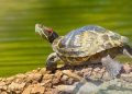 PetSmart to Stop Selling Turtles, Tortoises, and More
