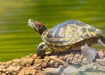 PetSmart to Stop Selling Turtles, Tortoises, and More