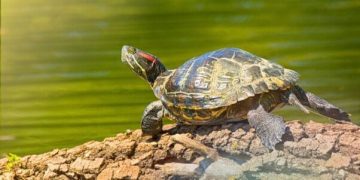 PetSmart to Stop Selling Turtles, Tortoises, and More PetSmart to Stop Selling Turtles, Tortoises, and More
