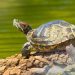 PetSmart to Stop Selling Turtles, Tortoises, and More