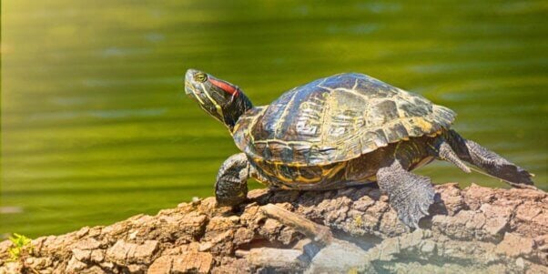 PetSmart to Stop Selling Turtles, Tortoises, and More PetSmart to Stop Selling Turtles, Tortoises, and More