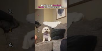 Ranking The Funniest Hands In Dog Moments 🐶 Ranking The Funniest Hands In Dog Moments 🐶