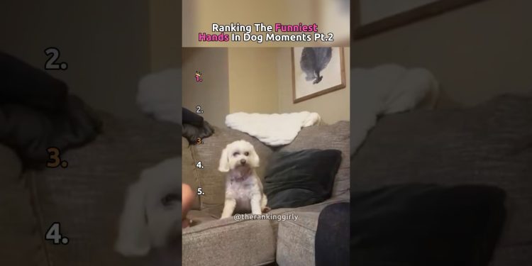 Ranking The Funniest Hands In Dog Moments 🐶