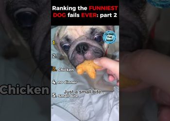 Ranking the funniest dog fails ever: part 2 🐶😂
