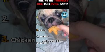 Ranking the funniest dog fails ever: part 2 🐶😂 Ranking the funniest dog fails ever: part 2 🐶😂