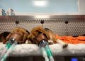 Reality of toxicity tests on animals exposed in new footage
