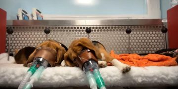 Reality of toxicity tests on animals exposed in new footage