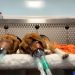 Reality of toxicity tests on animals exposed in new footage