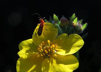 Teaching Kids to Train Their Dogs: A Step-by-Step Guide