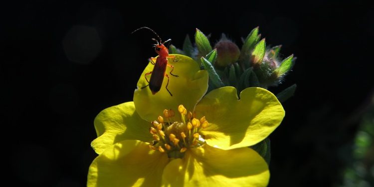 Teaching Kids to Train Their Dogs: A Step-by-Step Guide