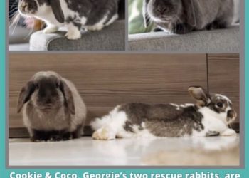The Dark World of the Rabbit Fancy
