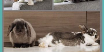 The Dark World of the Rabbit Fancy