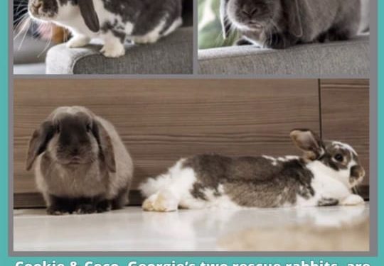 The Dark World of the Rabbit Fancy