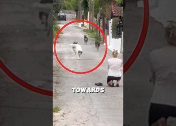 The Dogs Never Forgot Her…😨💓🦮 #dog