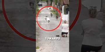 The Dogs Never Forgot Her…😨💓🦮 #dog