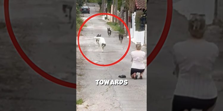 The Dogs Never Forgot Her…😨💓🦮 #dog